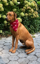 Load image into Gallery viewer, Koa's Ruff Life, Koa in a large Washington State Cougars Flannel Checker Dog Bandana