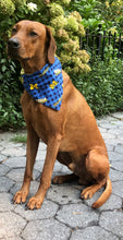 Load image into Gallery viewer, Koa's Ruff Life, Koa in a large Michigan Wolverines checkered flannel dog bandana