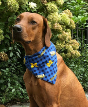 Load image into Gallery viewer, Koa's Ruff Life, Koa in a large Michigan Wolverines checkered flannel dog bandana
