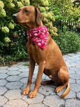 Load image into Gallery viewer, Koa's Ruff Life, Koa in a large Alabama Crimson Tide bandana