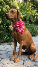 Load image into Gallery viewer, Koa's Ruff Life, Koa in a large Alabama Crimson Tide bandana