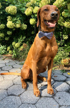 Load image into Gallery viewer, Koa's Ruff Life, Koa in a large checkered blue bow tie personalized with your pup's name. Perfect for fall/autumn and winter