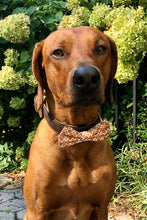 Load image into Gallery viewer, Koa's Ruff Life, Koa in a large fall orange and brown plaid bow tie for dogs