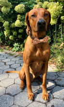 Load image into Gallery viewer, Koa's Ruff Life, Koa in a large fall orange and brown plaid bow tie for dogs
