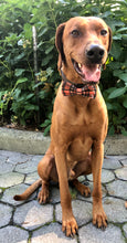 Load image into Gallery viewer, Koa's Ruff Life, Koa in a large fall orange and black plaid bow tie for dogs