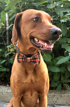 Load image into Gallery viewer, Koa's Ruff Life, Koa in a large fall orange and black plaid bow tie for dogs