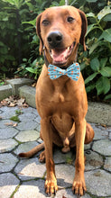 Load image into Gallery viewer, Koa's Ruff Life, Koa in a large blue "little pumpkin" bow tie for dogs.