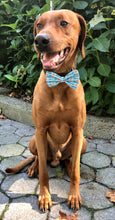 Load image into Gallery viewer, Koa's Ruff Life, Koa in a large blue "little pumpkin" bow tie for dogs.