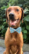 Load image into Gallery viewer, Koa's Ruff Life, Koa in a large blue "little pumpkin" bow tie for dogs.