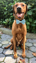 Load image into Gallery viewer, Koa's Ruff Life, Koa in a large blue "little pumpkin" bow tie for dogs.