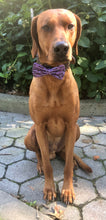Load image into Gallery viewer, Koa's Ruff Life, Koa in a large Halloween black bats on purple cotton fabric bow tie for dogs