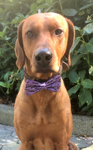 Load image into Gallery viewer, Koa's Ruff Life, Koa in a large Halloween black bats on purple cotton fabric bow tie for dogs