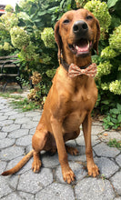 Load image into Gallery viewer, Koa's Ruff Life, Koa in a large fall orange and brown plaid bow tie for dogs