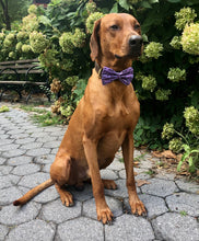 Load image into Gallery viewer, Koa's Ruff Life, Koa in a large Halloween black bats on purple cotton fabric bow tie for dogs