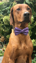 Load image into Gallery viewer, Koa's Ruff Life, Koa in a large Halloween black bats on purple cotton fabric bow tie for dogs