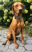 Load image into Gallery viewer, Koa's Ruff Life, Koa in a large black halloween bow tie for dogs. Featres pumpokins, jack-o-lantern, and ghost.