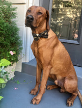 Load image into Gallery viewer, Koa's Ruff Life, Koa in a large New Orleans Saints bow tie