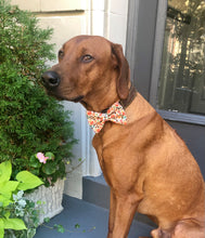 Load image into Gallery viewer, Koa's Ruff Life, Koa in a large pumpkin spice fall bow tie for dogs