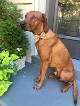Load image into Gallery viewer, Koa's Ruff Life, Koa in a large pumpkin spice fall bow tie for dogs