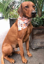 Load image into Gallery viewer, Koa's Ruff Life, Koa in a large pumpkin spice bandana for dogs. perfect for the fall