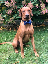 Load image into Gallery viewer, Koa's Ruff Life, Koa in a large New York Giants bow tie for dogs