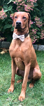 Load image into Gallery viewer, Koa's Ruff Life, Koa in a large Thanksgiving Day themed bow tie for dogs