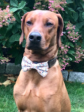 Load image into Gallery viewer, Koa's Ruff Life, Koa in a large Thanksgiving Day themed bow tie for dogs