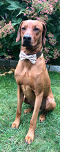 Load image into Gallery viewer, Koa's Ruff Life, Koa in a large Thanksgiving Day themed bow tie for dogs