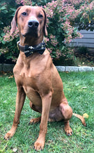 Load image into Gallery viewer, Koa's Ruff Life, Koa in a large New Orleans Saints bow tie