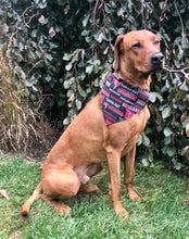 Load image into Gallery viewer, Koa's Ruff Life, Koa in a large black Tampa Bay Buccaneers bandana