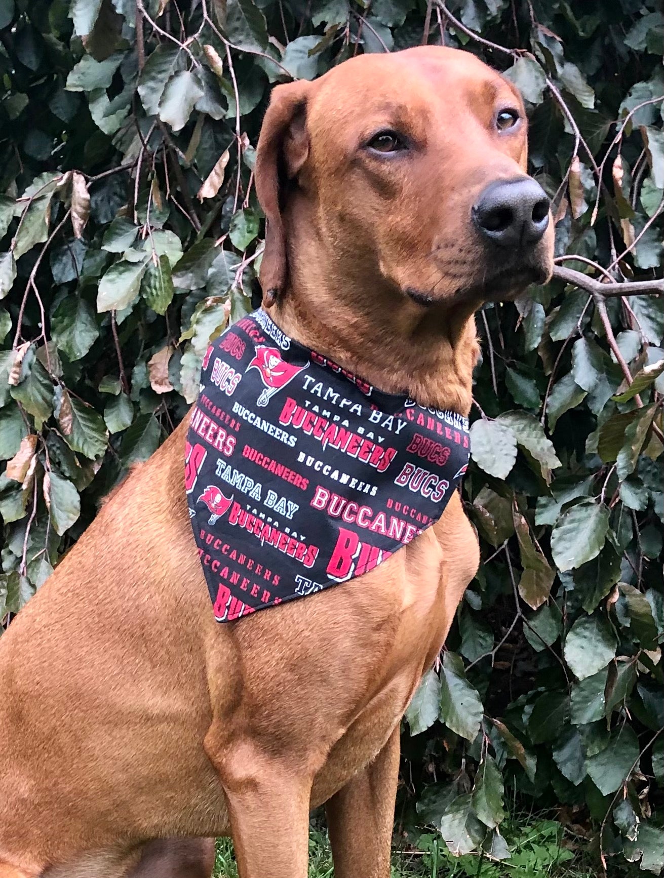 Pets First NFL DOG BANDANA - TAMPA BAY BUCCANEERS REVERSIBLE PET BANDANA. 2  Sided Sports Bandana with a PREMIUM Embroidery TEAM LOGO, Large/X-Large. 