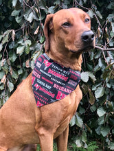 Load image into Gallery viewer, Koa's Ruff Life, Koa in a large black Tampa Bay Buccaneers bandana
