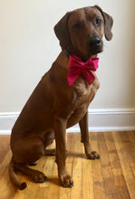 Load image into Gallery viewer, Koa's Ruff Life, Koa in a large solid pink sailor bow personalized with your pup's name