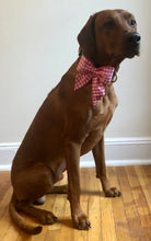 Load image into Gallery viewer, Koa's Ruff Life, Koa in the pink checker personalized sailor bow, large.