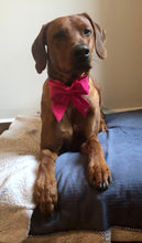 Load image into Gallery viewer, Koa's Ruff Life, Koa in a large solid pink sailor bow personalized with your pup's name