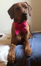 Load image into Gallery viewer, Koa's Ruff Life, Koa in a large solid pink sailor bow personalized with your pup's name