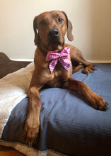 Load image into Gallery viewer, Koa's Ruff Life, Koa in the pink checker personalized sailor bow, large.