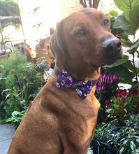 Load image into Gallery viewer, Koa's Ruff Life, Koa in a large LSU Tigers purple bow tie for dog
