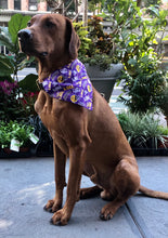 Load image into Gallery viewer, Koa's Ruff Life, Koa in a large LSU Tigers purple dog bandana