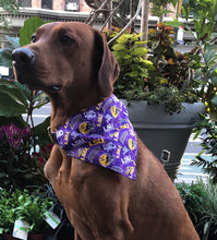 Load image into Gallery viewer, Koa's Ruff Life, Koa in a large LSU Tigers purple dog bandana