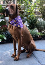 Load image into Gallery viewer, Koa's Ruff Life, Koa in a large LSU Tigers purple dog bandana