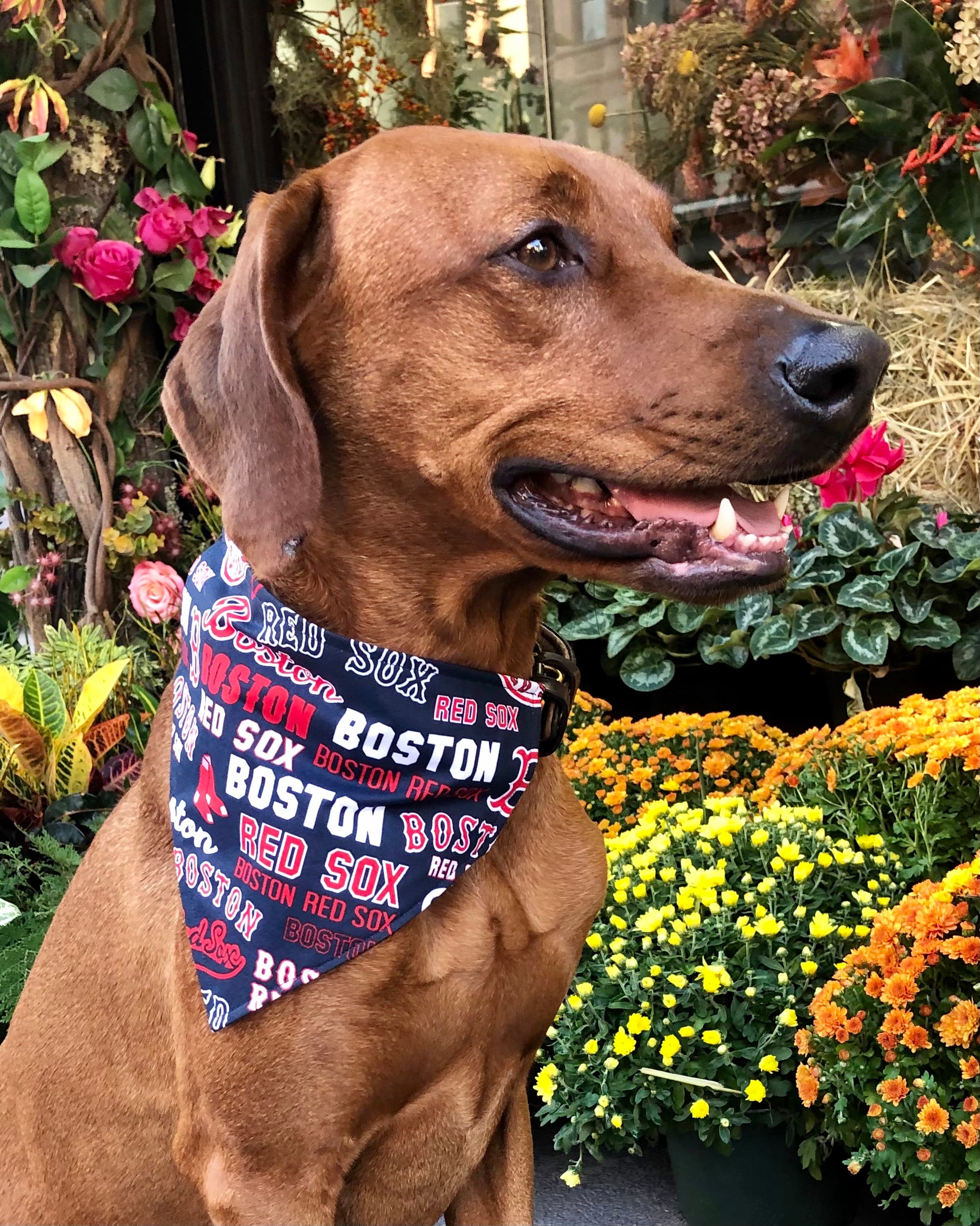 red sox dog sweater