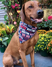 Load image into Gallery viewer, Koa's Ruff Life, Koa in a large LSU Tigers purple bow tie for dog