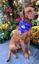 Load image into Gallery viewer, Koa's Ruff Life, Koa in a large NFL Buffalo Bills Over The Collar Bandana for dogs