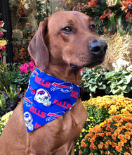 Load image into Gallery viewer, Koa's Ruff Life, Koa in a large NFL Buffalo Bills Over The Collar Bandana for dogs