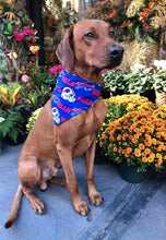 Load image into Gallery viewer, Koa's Ruff Life, Koa in a large NFL Buffalo Bills Over The Collar Bandana for dogs
