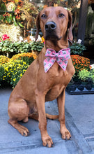 Load image into Gallery viewer, Koa's Ruff Life, Koa in a large pink birthday girl cake sailor bow