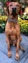 Load image into Gallery viewer, Koa's Ruff Life, Koa in a large Fall festival candy apple bow tie for dogs personalized with your pup's name
