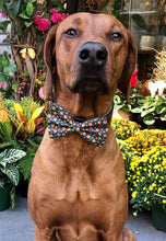 Load image into Gallery viewer, Koa's Ruff Life, Koa in a large Fall festival candy apple bow tie for dogs personalized with your pup's name