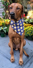 Load image into Gallery viewer, Koa's Ruff Life, Koa in a large Notre Dame fighting Irish bandana for dogs